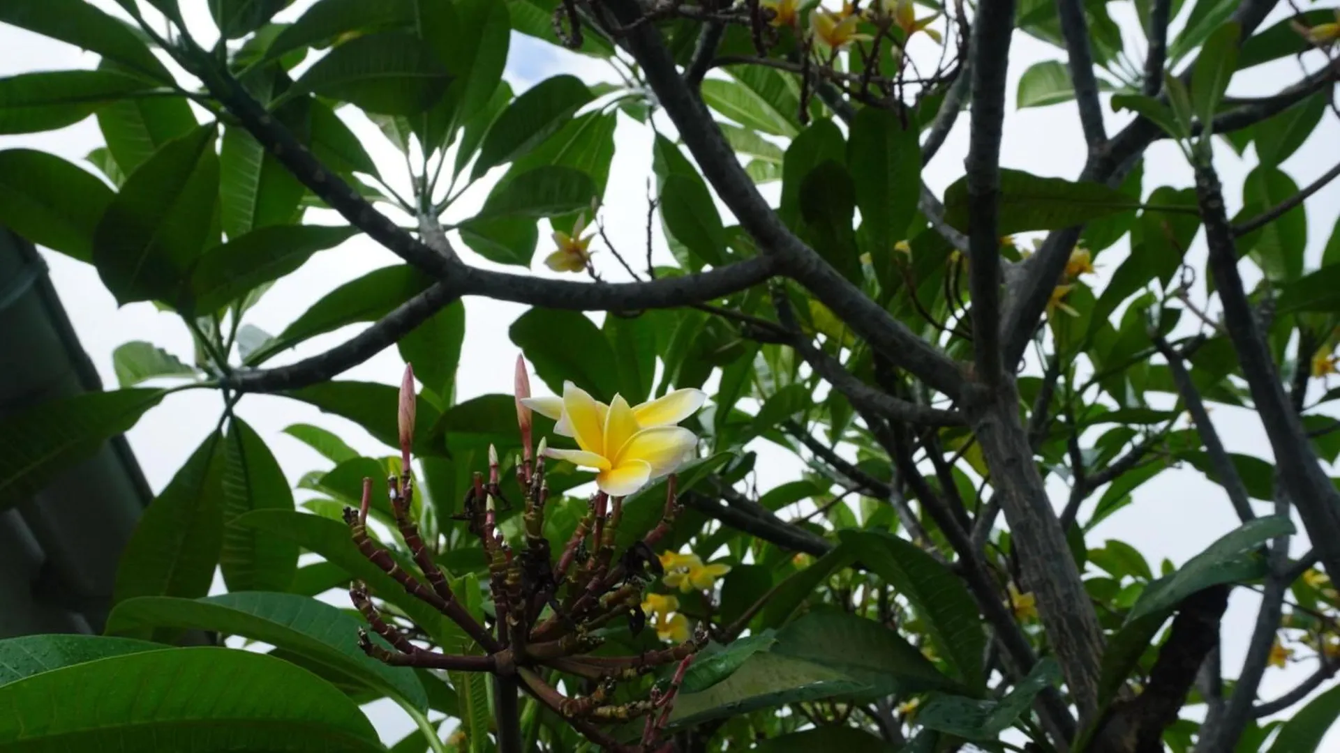 Moorea - Fare Moohono Tohora Papetoai 0*,